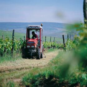 Vigne Travaux Domaines Schlumberger Alsace