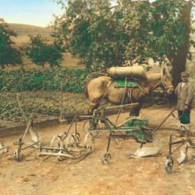 La culture des vignes