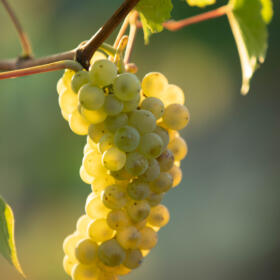 Vigne Pinot Blanc